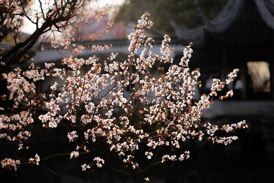 东京樱花