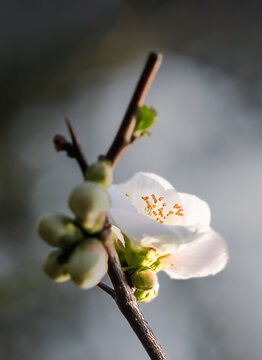 海棠花