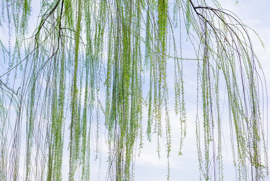 绿柳