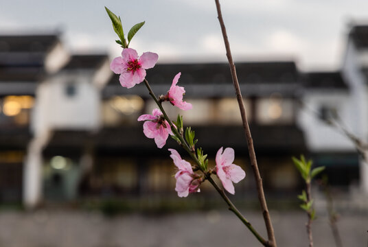 桃花