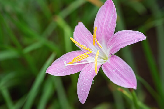 粉红色百合花微距特写