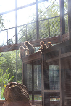 一群猕猴