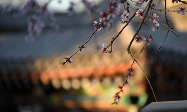 花枝古建