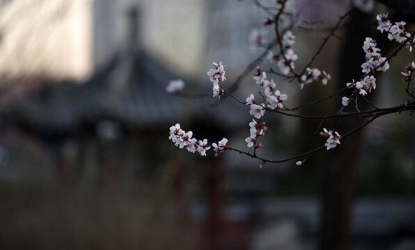 桃花枝