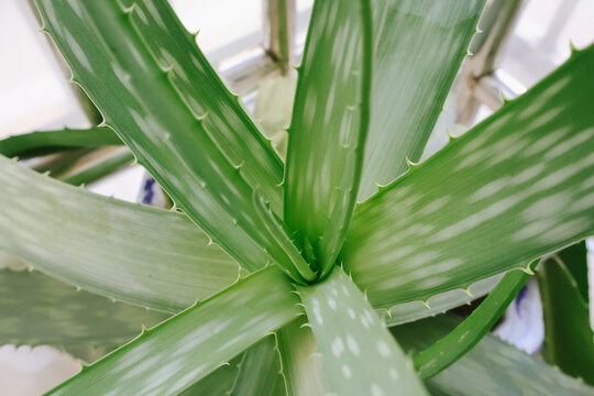 库拉索芦荟绿色植物叶子