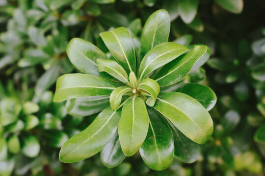 海桐七里香绿色枝叶植物特写