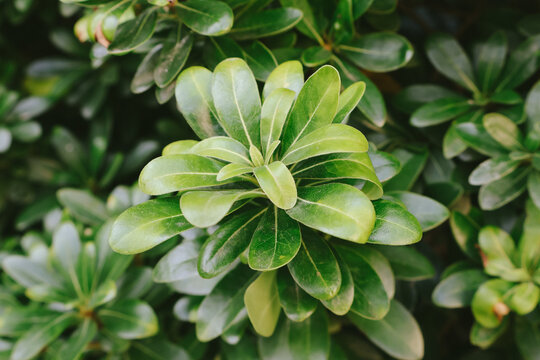 海桐七里香枝叶叶子绿色植物