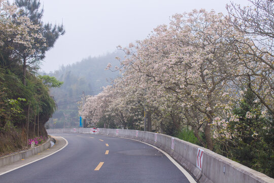 永春夹际油桐花