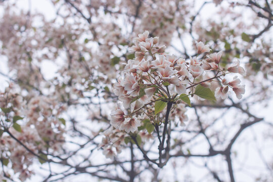 油桐花