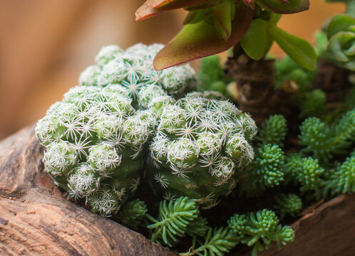 多肉植物银手指