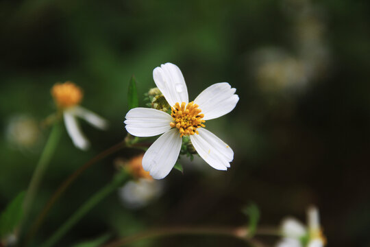 雏菊