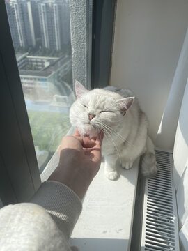 撸猫