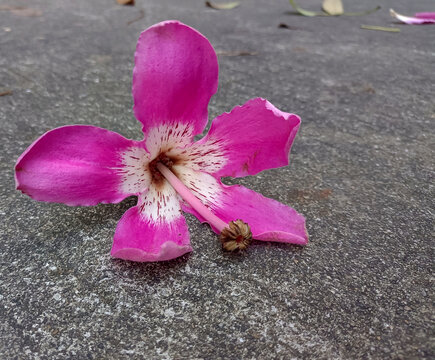 异木棉落花