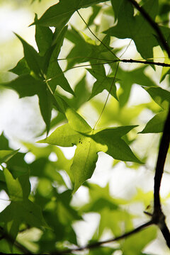 清新的绿色的五角枫