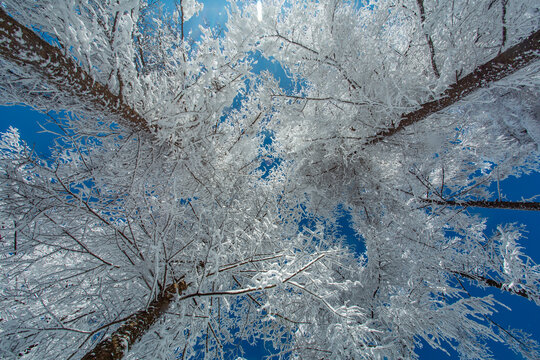 雪地风光