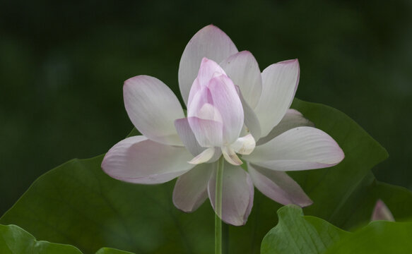 荷花多重曝光