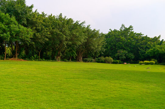 阳光草坪