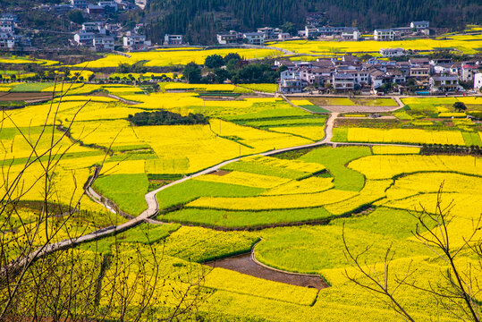 山村油菜花