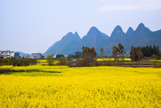 山村油菜花