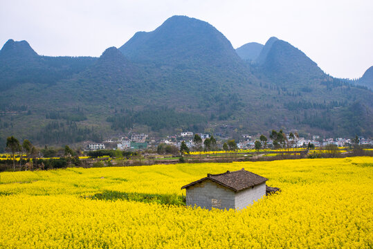 山村油菜花