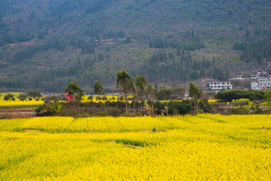 山村油菜花