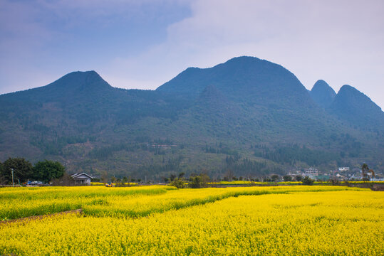 山村油菜花