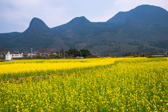 山村油菜花