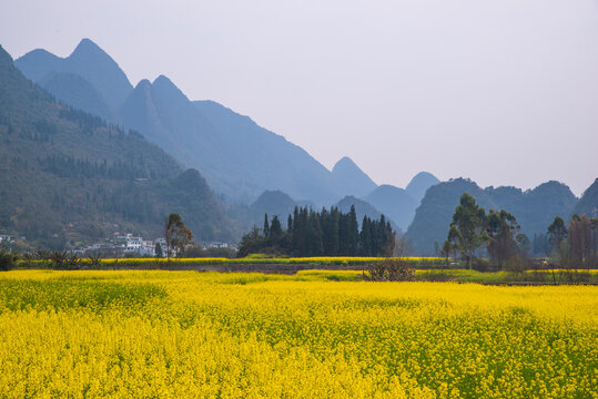 山村油菜花