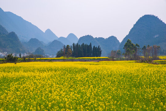 山村油菜花