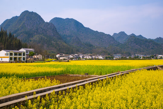 山村油菜花