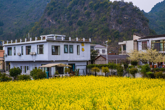 山村油菜花