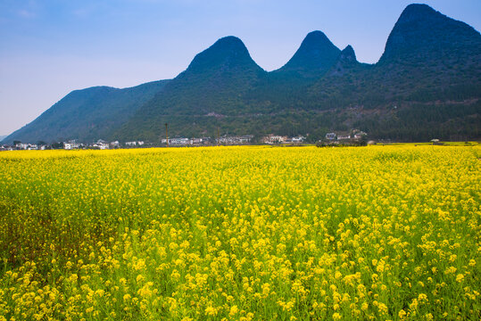 山村油菜花