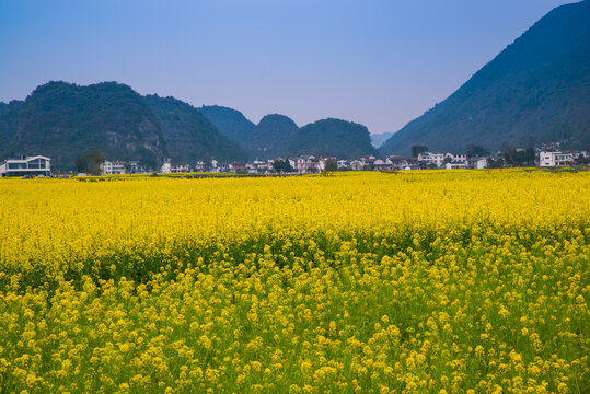 山村油菜花