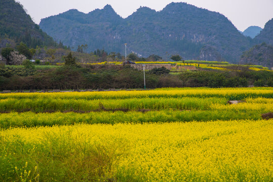 山村油菜花