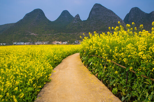 山村油菜花