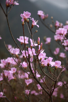 丁香杜鹃