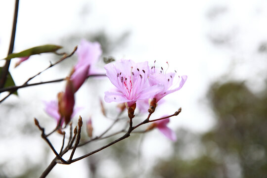 丁香杜鹃