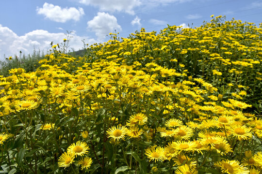 野菊花