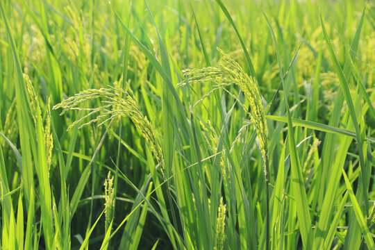 乡村水稻种植