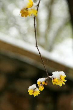 雪中腊梅