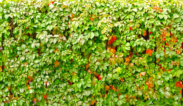 绿叶墙围墙