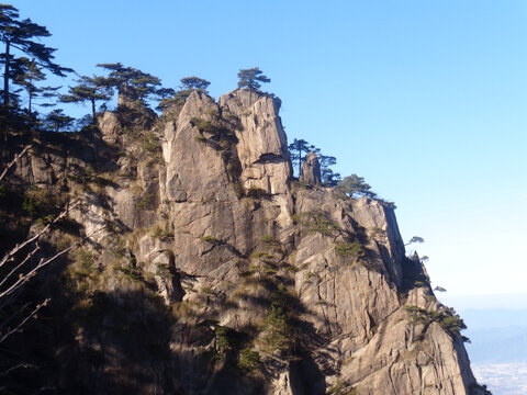 黄山奇峰松树