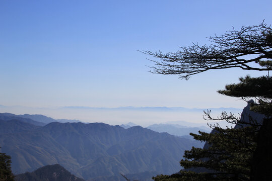 黄山迎客松