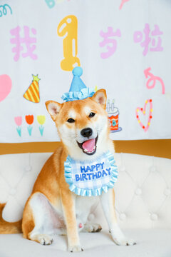 可爱的纯色背景宠物狗生日照