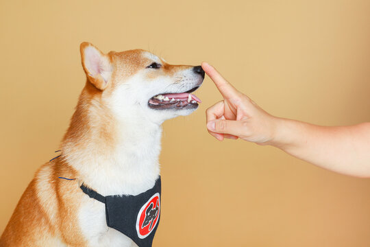 宠物狗柴犬豆柴黄色柴犬