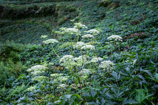 汉源坭美中药材种植基地