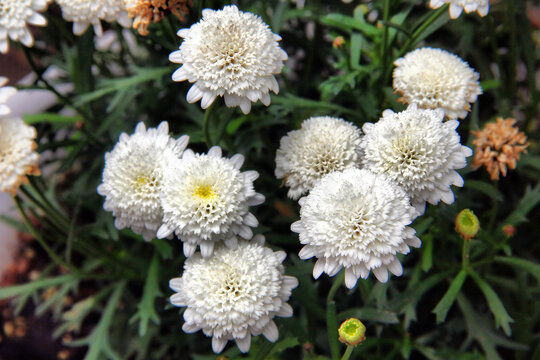 白色菊花簇