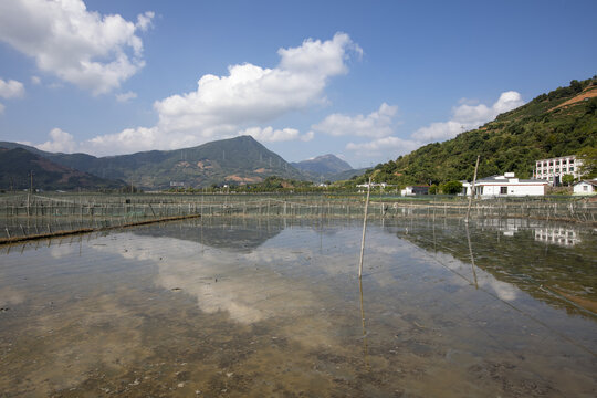 水田跳跳鱼养殖