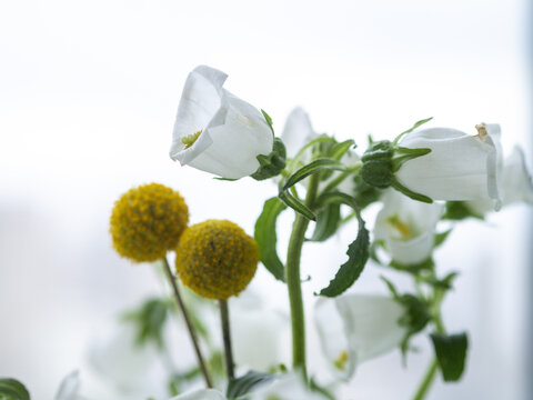 风铃草与乒乓菊