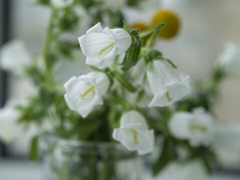 白色风铃草花特写